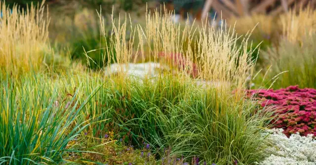 Jak przycinać trawy, aby uniknąć błędów i uzyskać piękny efekt