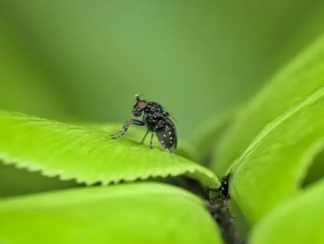Koniec z meszkami w ogrodzie! Sprawdzone metody i prewencja