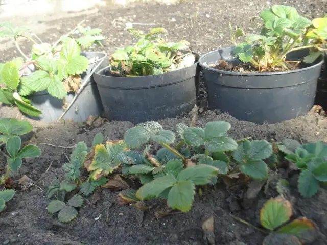 Jak przechować truskawki w doniczkach, aby przetrwały zimę?