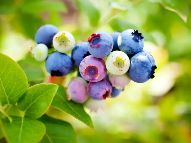 Dojrzałe borówki amerykańskie na gałązce, idealne do sadzenia. Dowiedz się, jak gęsto sadzić borówkę amerykańską, by uzyskać obfite plony.