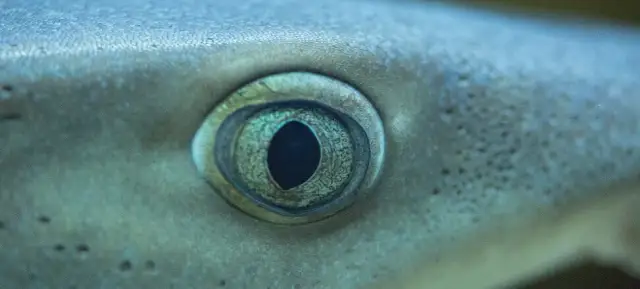 Czy rekiny są w Bałtyku? Fakty o ich obecności i bezpieczeństwie