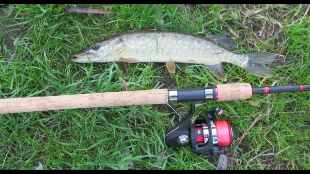 Jaką wędkę uniwersalną wybrać, by uniknąć rozczarowania?