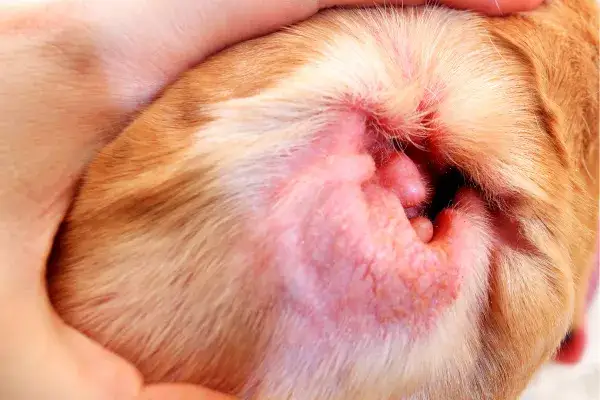 Zapalenie uszu u psa: objawy, diagnoza oraz skuteczne leczenie?