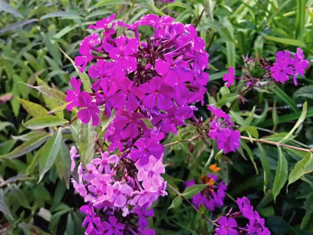 Jak nawozić floksy? Sekret bujnego kwitnienia krok po kroku