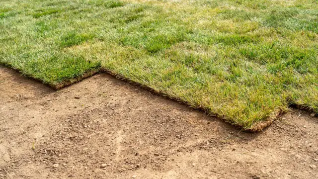 Kiedy wałować trawnik? Wiosna to klucz! Poradnik eksperta