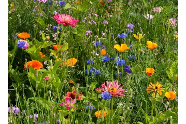Jak siać kwiaty z nasion - uniknij najczęstszych błędów w siewie