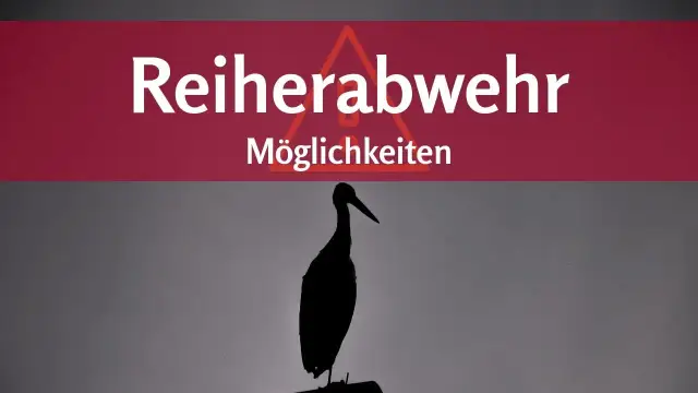 Effektive Methoden: Was hilft gegen Reiher am Teich? Schützen Sie Ihre Fische