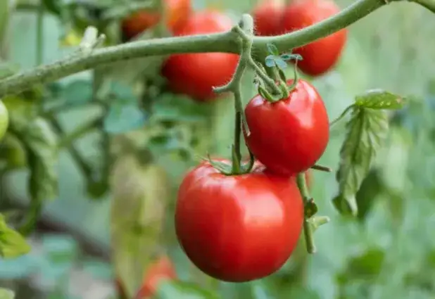 Pomidory polne jak uprawiać - skuteczne metody i porady dla każdego