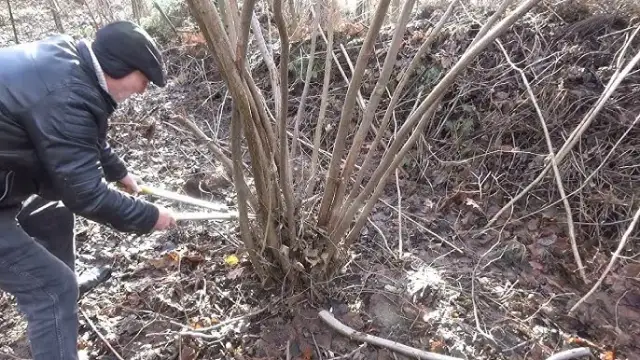 Kiedy cięcie orzecha włoskiego zielone pogotowie - uniknij błędów w przycinaniu