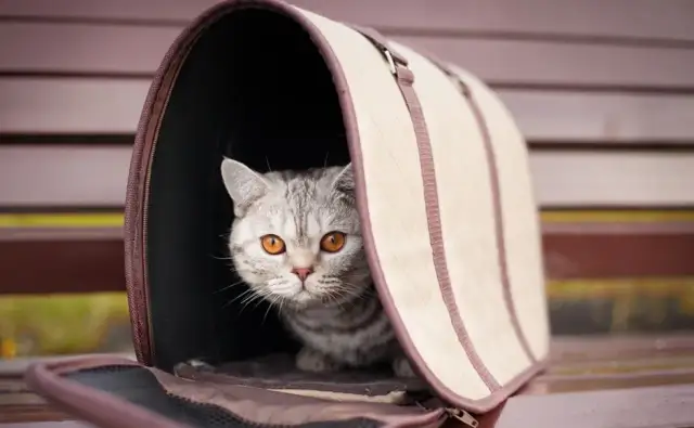 Transportery dla kota w Kakadu: Jaki wybrać? Przewodnik