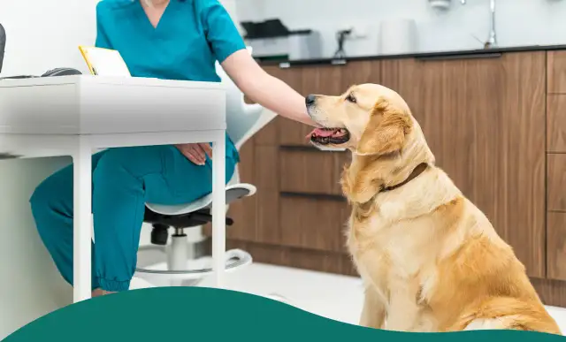 Weterynarz w turkusowym stroju głaszcze siedzącego złotego retrievera w gabinecie.