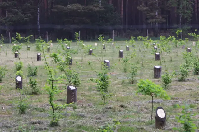 Jak sadzić drzewa w lesie - uniknij najczęstszych błędów i zyskaj sukces