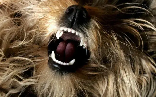 Czy można uśpić agresywnego psa? Przepisy i alternatywy eutanazji