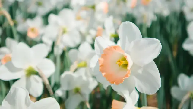 Pole pełne białych narcyzów z delikatnym, brzoskwiniowym środkiem. Wiosna w pełni, a te piękne narcyzy zachwycają.
