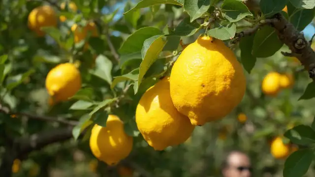 Kiedy jest sezon na cytryny w Polsce? Sprawdź, kiedy kupić najlepsze owoce