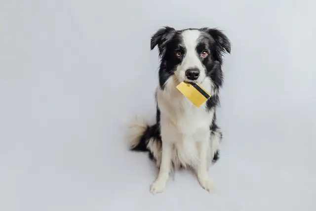 Cena Border Collie: Ile kosztuje szczeniak i utrzymanie w Polsce?