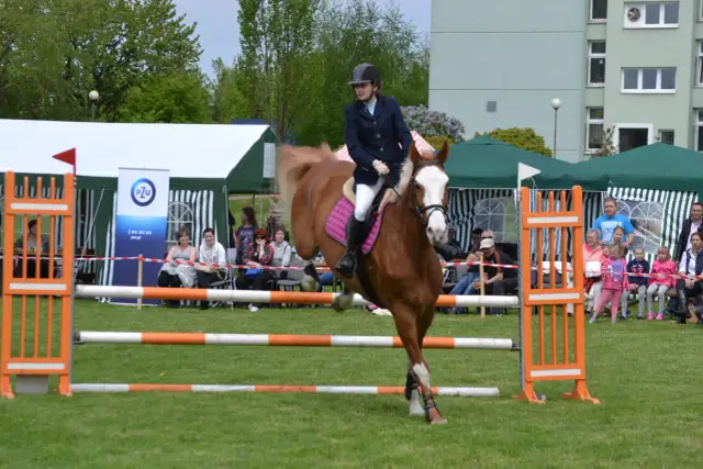 Jeździec na koniu skaczący przez przeszkodę na zielonej trawie.