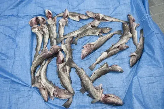 Czy można łowić dorsza w Bałtyku? Sprawdź aktualne przepisy i zakazy