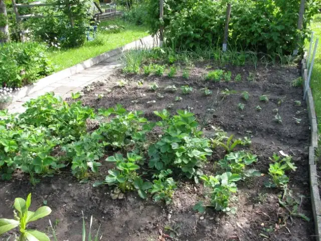 Jakie warzywa sadzić po truskawkach, aby uniknąć chorób i szkodników?