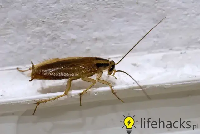 Prusaki w bloku: Jak je wytępić i zapobiec powrotom?