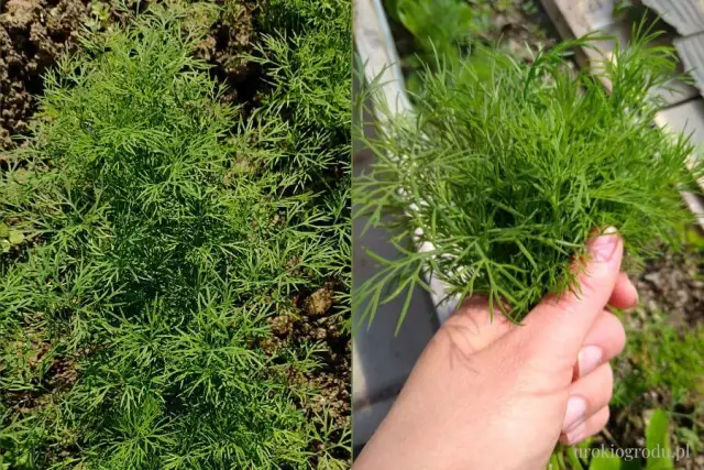 Jak uprawiać koperek? Miej go świeżego cały rok poradnik!