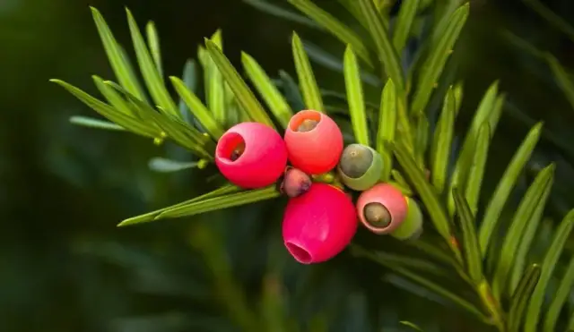 Cis trujący dla psa? Objawy, pierwsza pomoc i profilaktyka