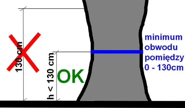 Jak zmierzyć obwód drzewa? Uniknij kar poradnik krok po kroku