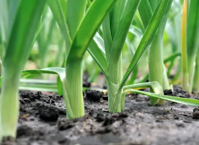 Młode pędy pora wyrastają z żyznej ziemi. Siew pora zakończony sukcesem, rośliny pięknie się rozwijają.