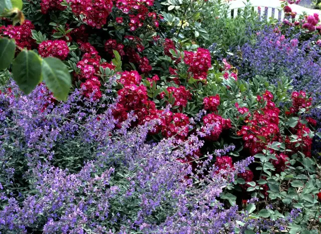 Kocimiętka kiedy kwitnie - poznaj sekrety jej długiego kwitnienia