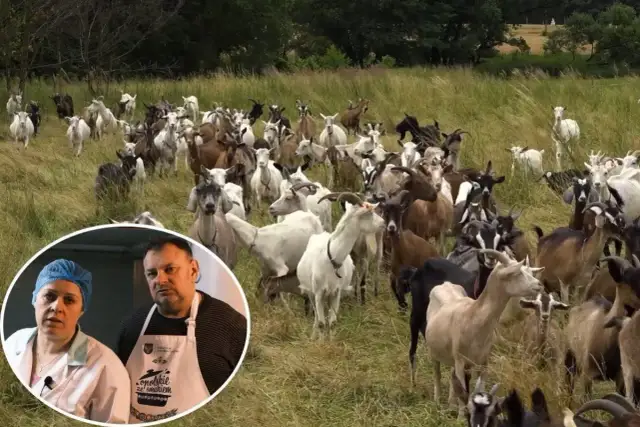 Czy hodowla kóz jest opłacalna? Odkryj zyski i koszty hodowli