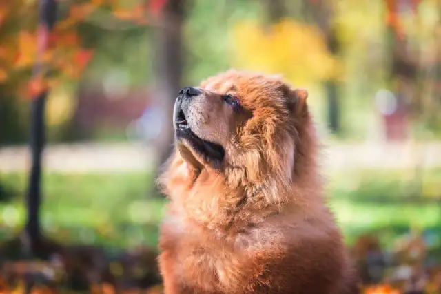 Chow chow sierść czy włosy - co powinieneś wiedzieć o pielęgnacji