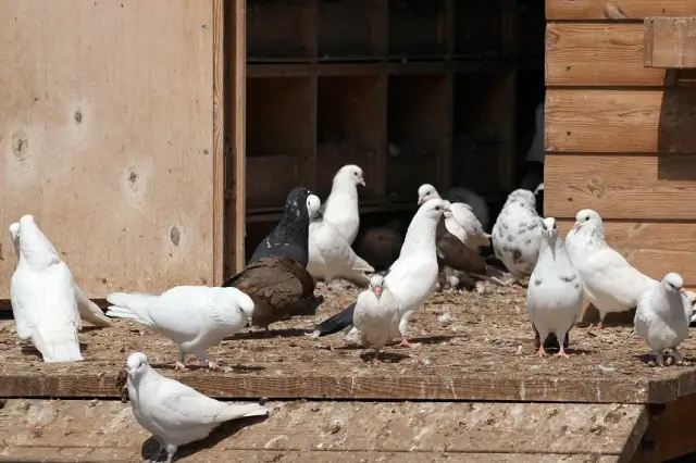 Czym się żywią gołębie? Odkryj, co naprawdę powinny jeść