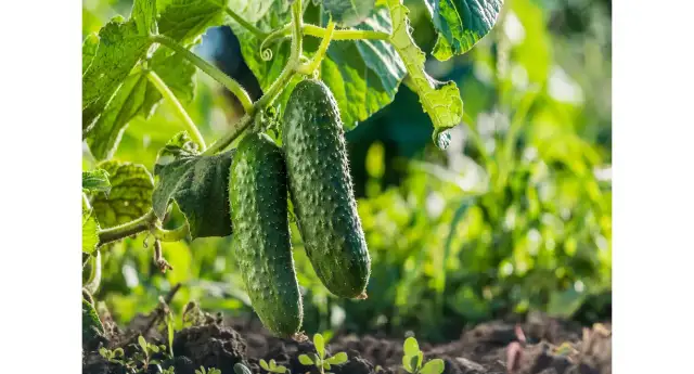 Kiedy siać ogórki do gruntu? Najlepsze terminy i porady na siew