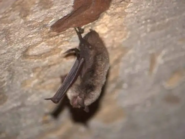 Czym się żywią nietoperze w Polsce? Poznaj ich niezwykłe diety