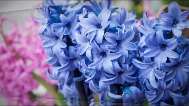 Czy hiacynt uczula? Sprawdź objawy alergii i jak ich unikać