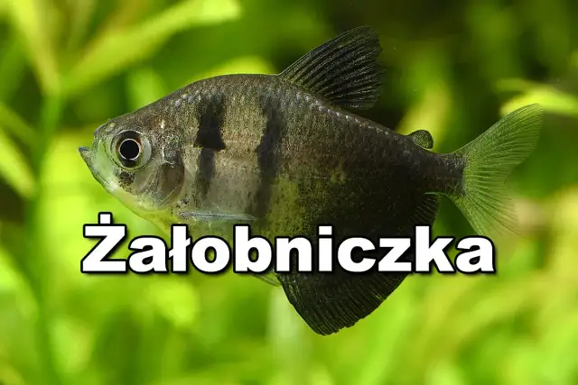 Ile rybek do akwarium 30l? Sprawdź, jakie gatunki wybrać dla początkujących