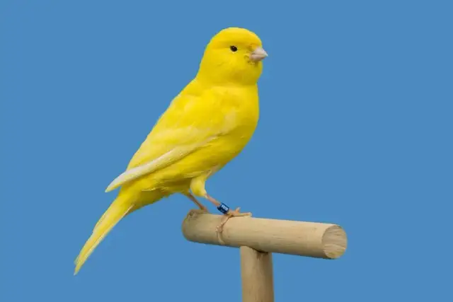 Jak dbać o kanarka? Poradnik eksperta: zdrowie, śpiew, długie życie