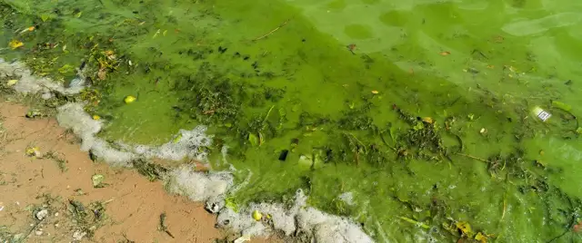 Jak wyglądają sinice w Bałtyku i jak je rozpoznać w wodzie