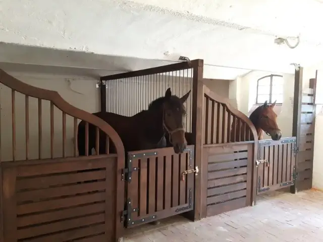 Najlepsze stadniny we Wrocławiu – poznaj wyjątkowe ośrodki jeździeckie