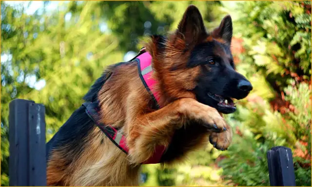 Jak szybko biega owczarek niemiecki i co wpływa na jego prędkość