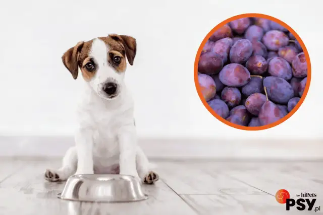 Czy pies może jeść śliwki? Bezpieczny przysmak czy ukryte zagrożenie?