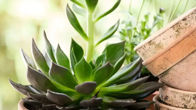 Jak przycinać eszewerie, by uniknąć uszkodzeń i zachować zdrowie rośliny