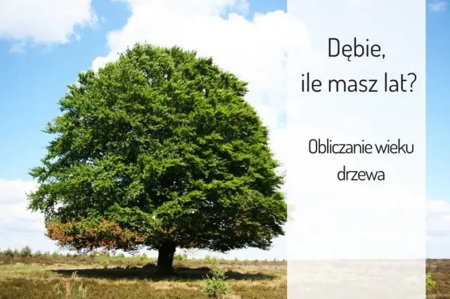 Od ilu lat dąb uznawany jest za wiekowy - poznaj cechy starych dębów