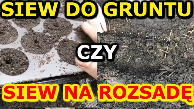 Jak siać warzywa do gruntu: 5 kluczowych zasad udanej uprawy