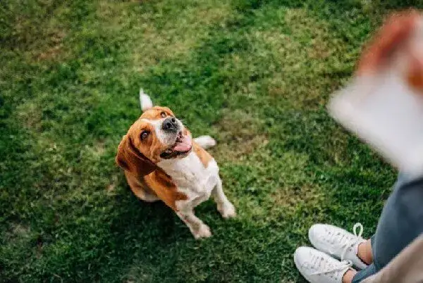 Skuteczne metody jak wytresować psa żeby nie gryzł: 5 sprawdzonych technik