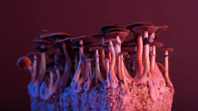 Grzyby halucynogenne w Polsce: co musisz wiedzieć o ich działaniu i ryzyku