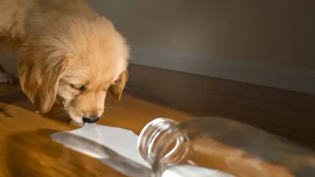 Czy pies może jeść nabiał? Bezpieczne produkty i objawy nietolerancji