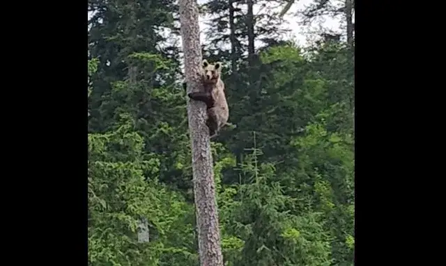 Jak bezpiecznie spotkać niedźwiedzie w Dolinie Kościeliskiej: kompletny poradnik