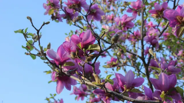 Przycinanie magnolii: Kiedy i jak ciąć, by nie zaszkodzić?