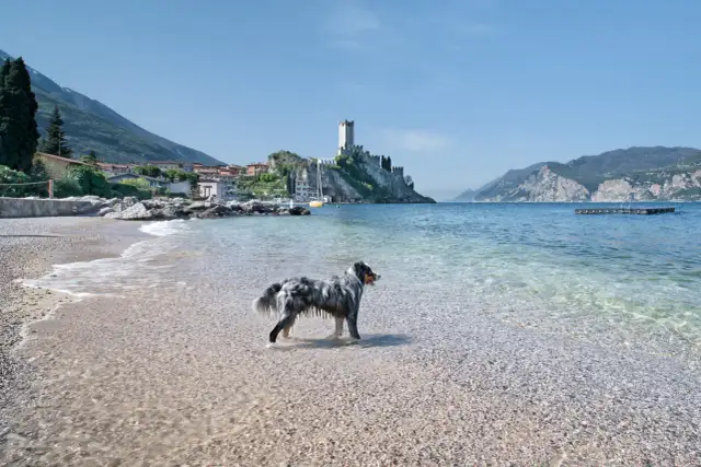 Deutschland mit Hund: Top Attraktionen & unvergessliche Erlebnisse